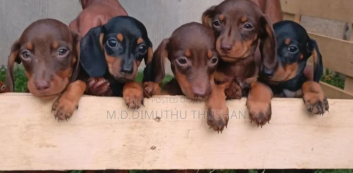 Dachshund Chocolate Brown Puppies