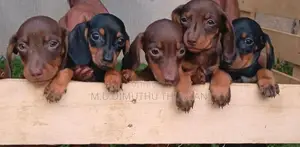 Dachshund Chocolate Brown Puppies