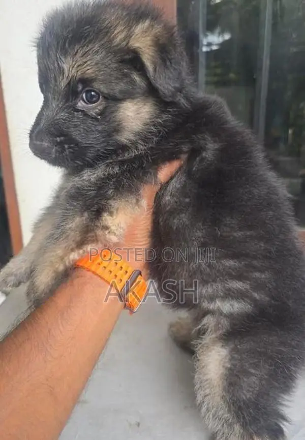 Lion shepherd puppies