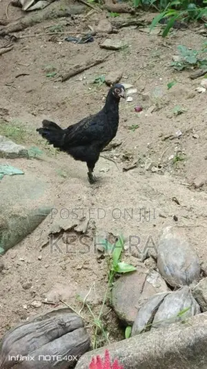 Rooster with hand Chick