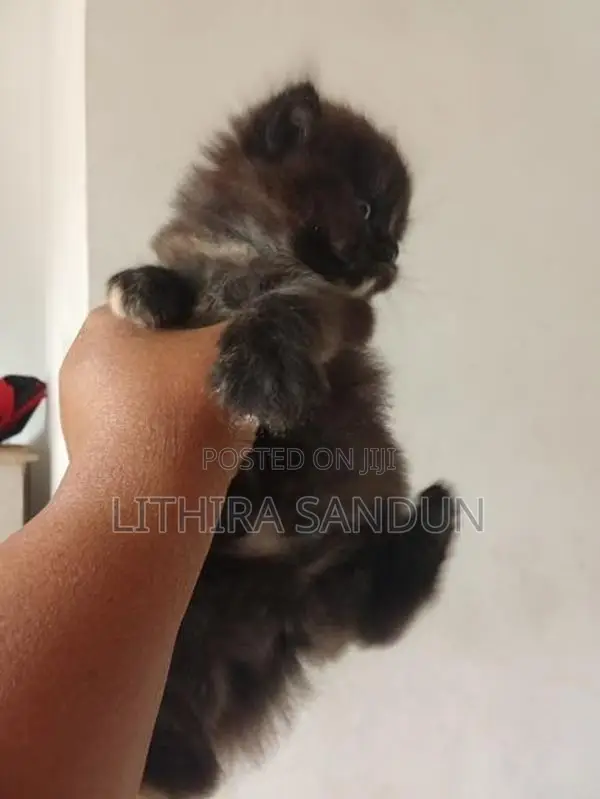 persian kitten