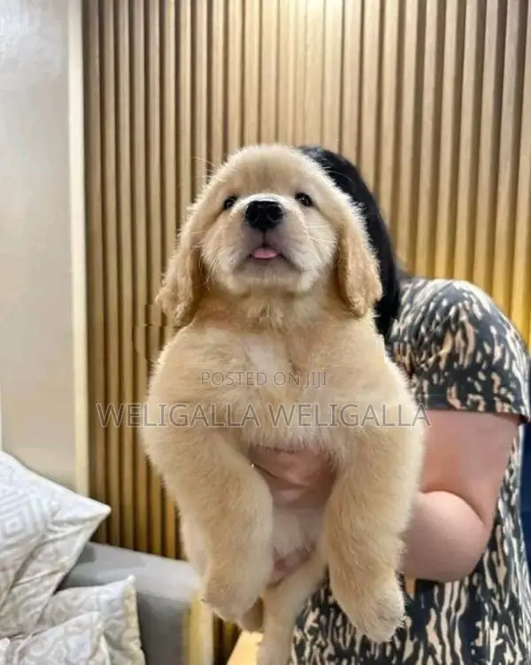 Golden Retriever Puppy