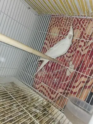 albino cocktail