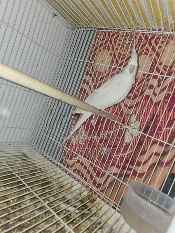 albino cocktail