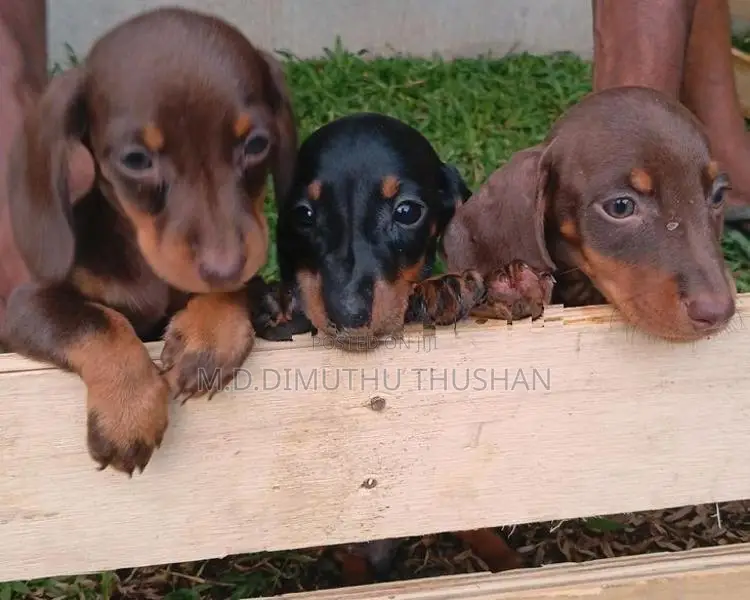 Dachshund Chocolate Brown Puppies