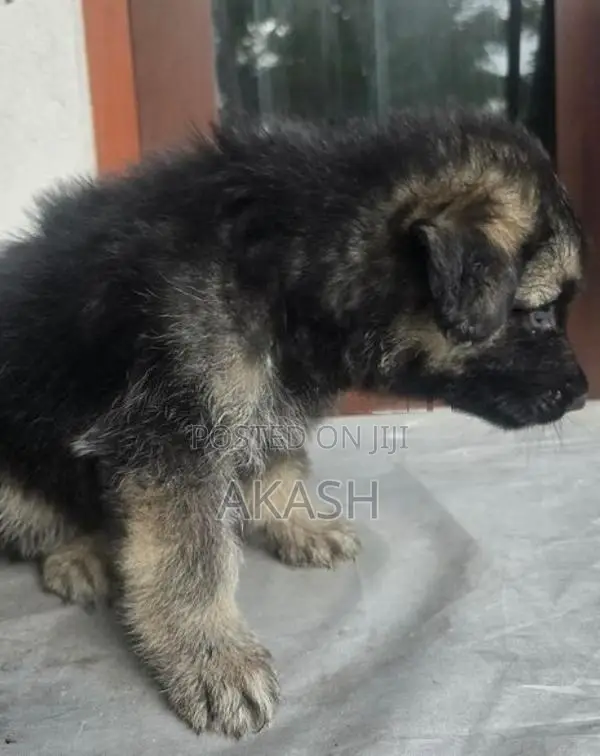 Lion shepherd puppies