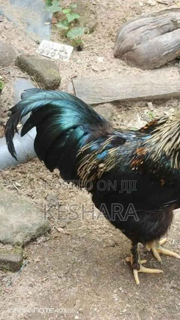 Rooster with hand Chick