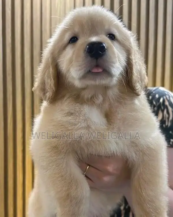 Golden Retriever Puppy