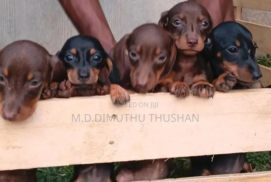 Dachshund Chocolate Brown Puppies