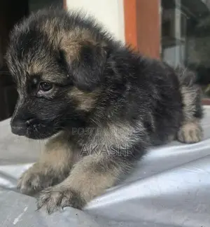 Lion shepherd puppies