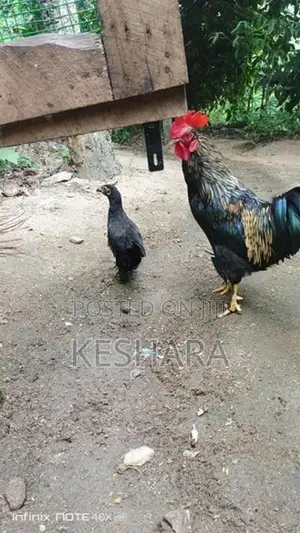 Rooster with hand Chick