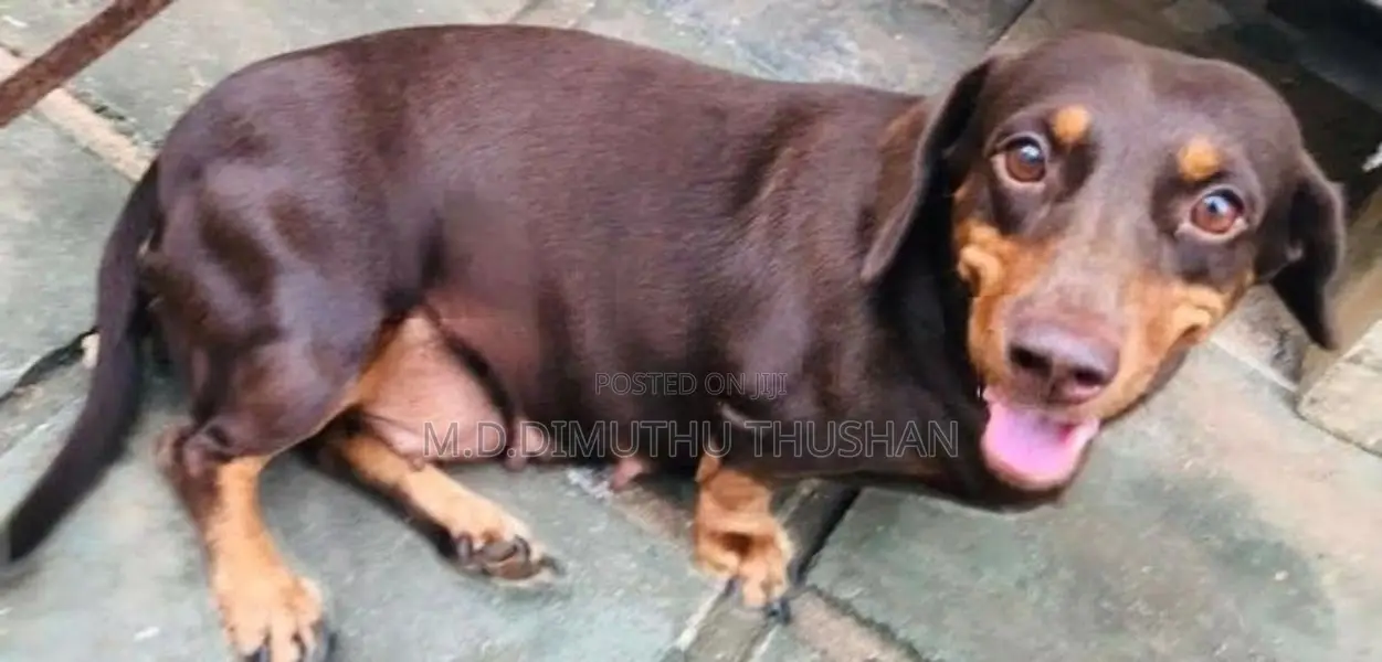 Dachshund Chocolate Brown Puppies