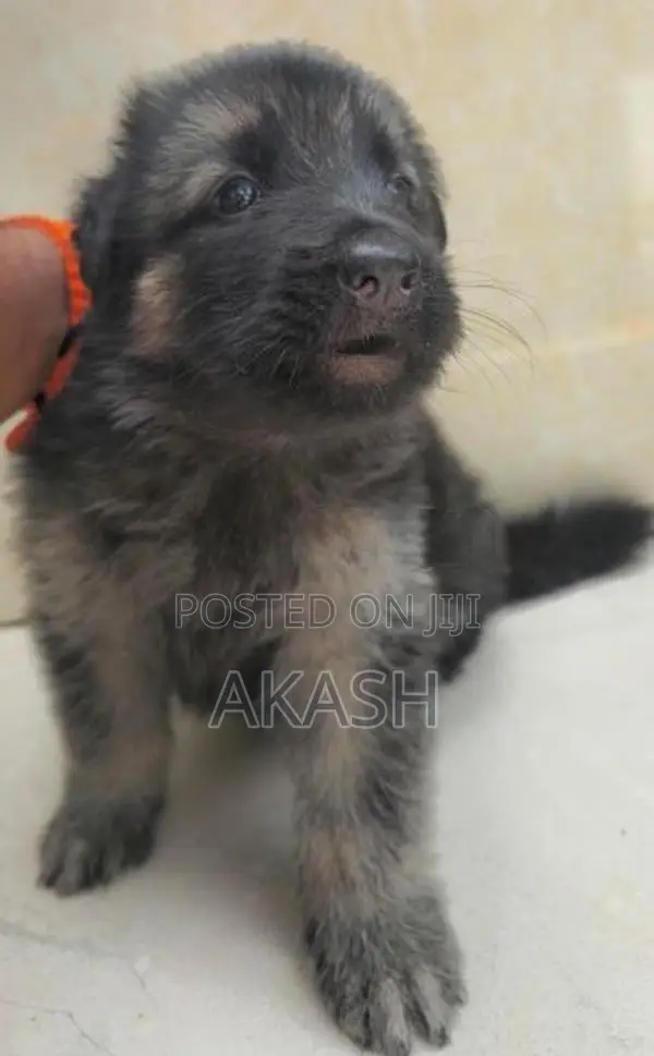 Lion shepherd puppies