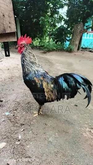 Rooster with hand Chick