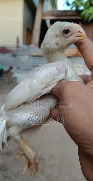 Parrot Beak Rooster