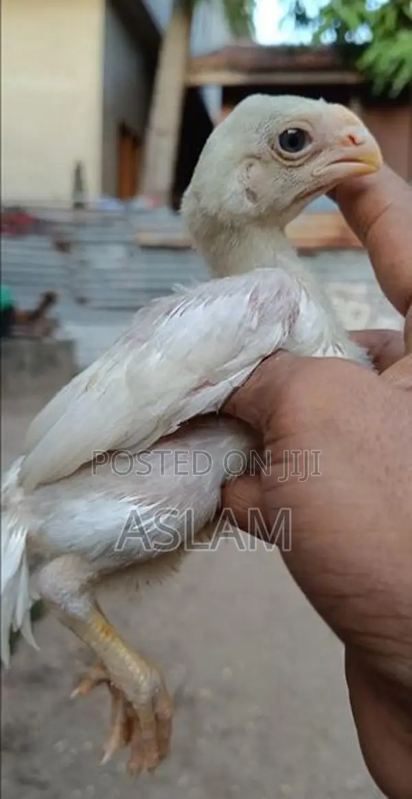 Parrot Beak Rooster