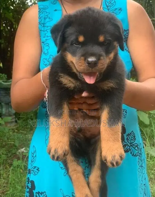 Rottweiler puppy For Sale