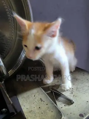 Persian Cat