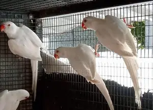 Ringneck Birds