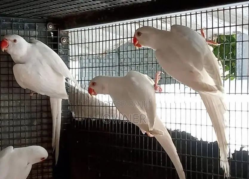 Ringneck Birds