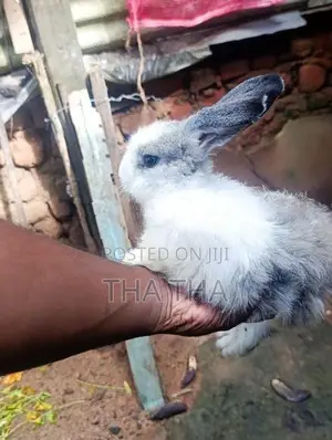 Angora Rabbit