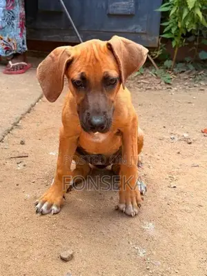 Rhodesian Ridgeback Puppy