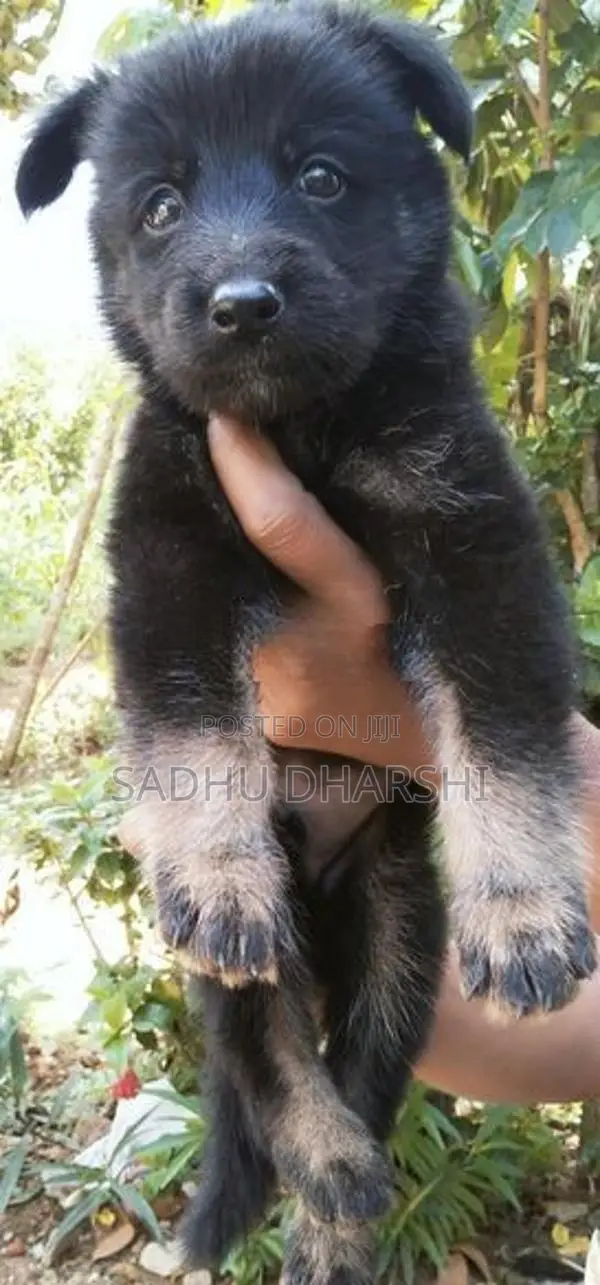 German Shepherd Puppies