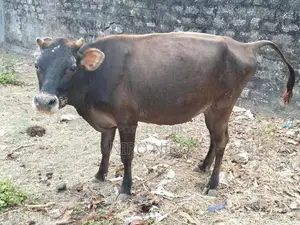 Farm Cows
