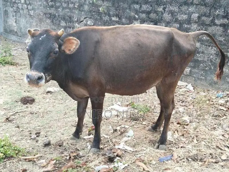 Farm Cows