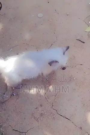 Persian Cat