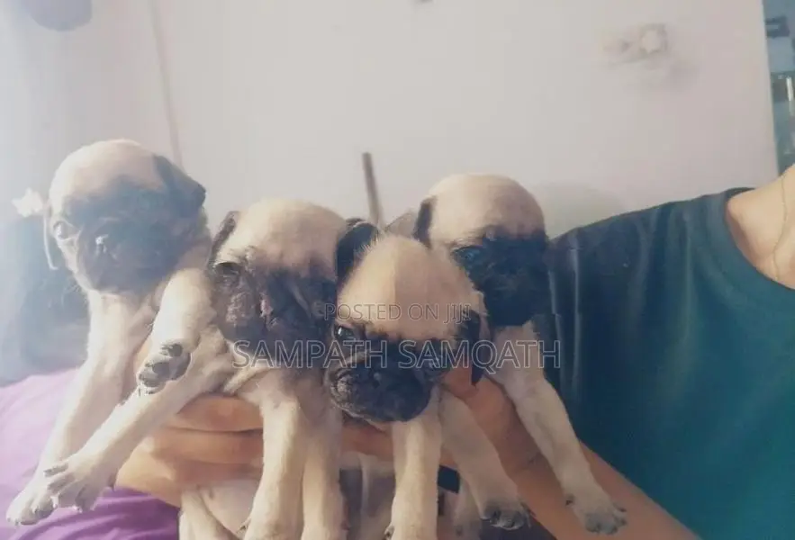 Pug Puppies