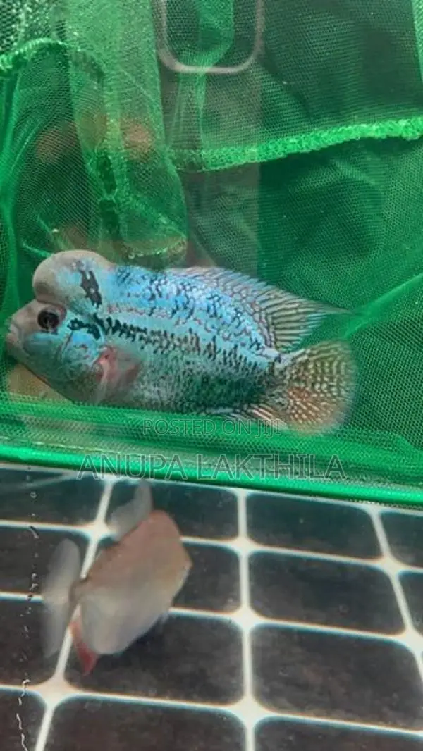 KML Flowerhorn
