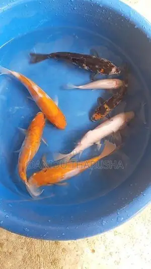 Carp Fish