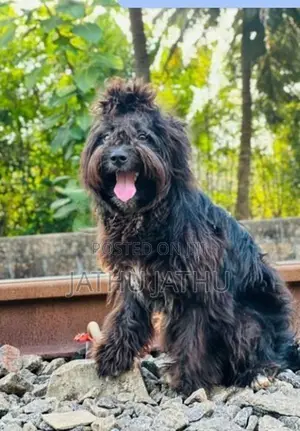 Terrier Dog