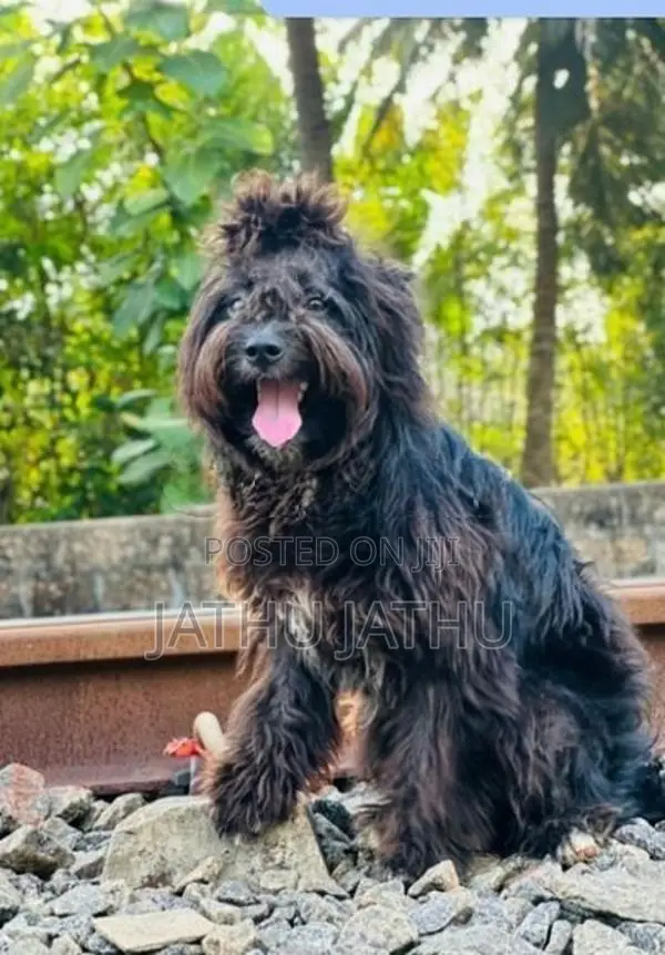 Terrier Dog
