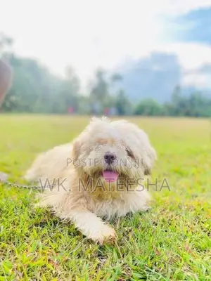 Shih Tzu Dog