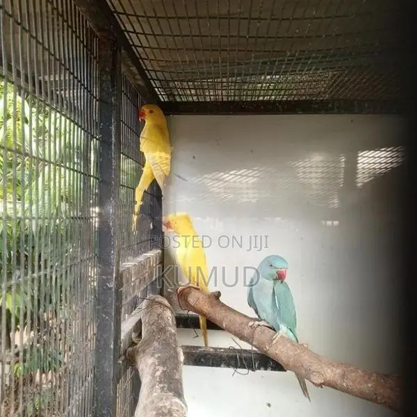 Love Birds