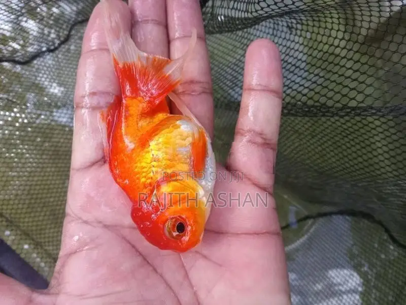 Oranda Gold Fish