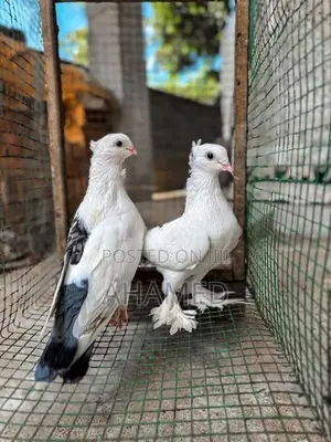 Pigeons