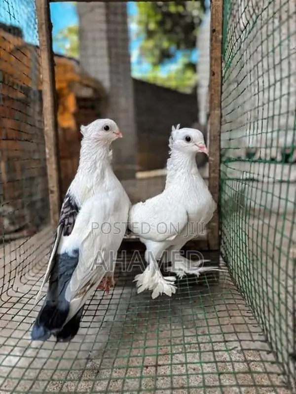 Pigeons