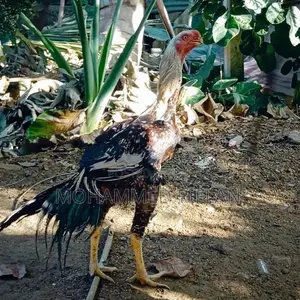 Parrot Beak Rooster