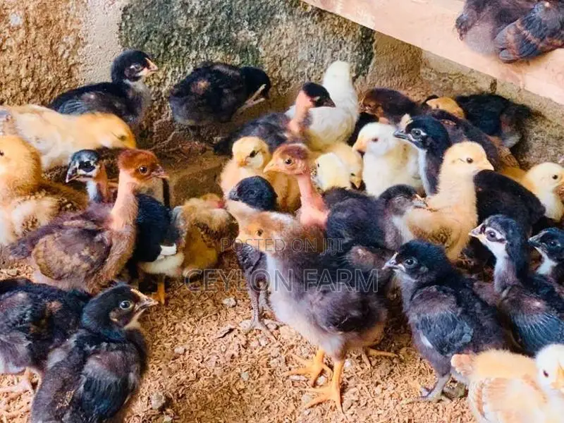 ගම් කුකුළන්