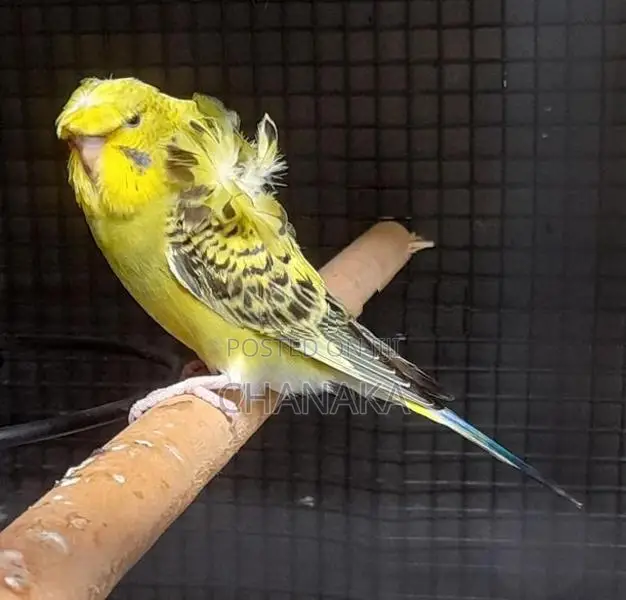 Hagoromo Birds