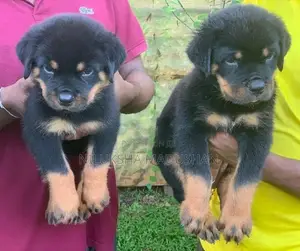 Rottweiler puppy For Sale