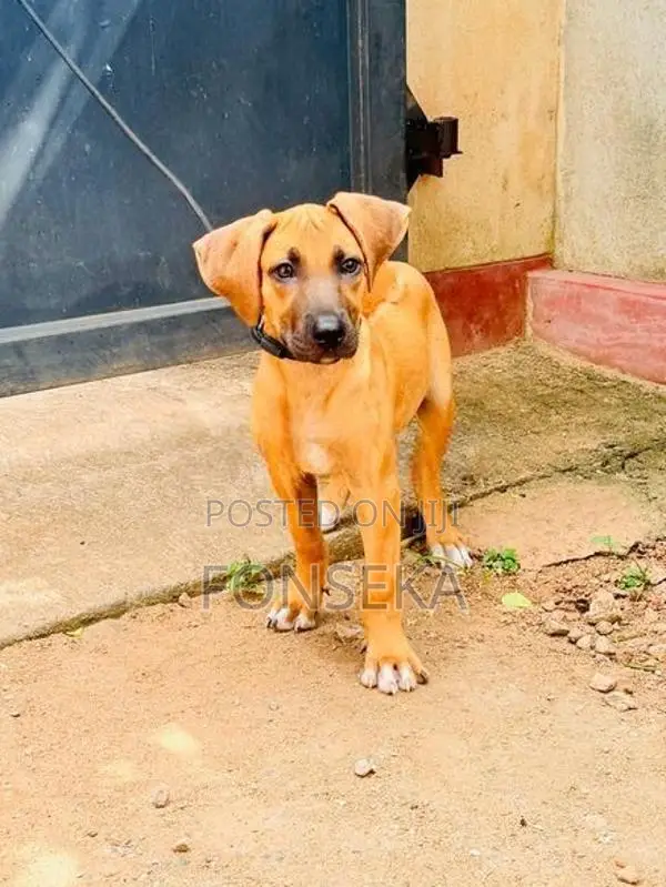 Rhodesian Ridgeback Puppy