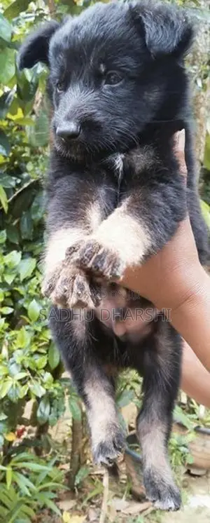 German Shepherd Puppies