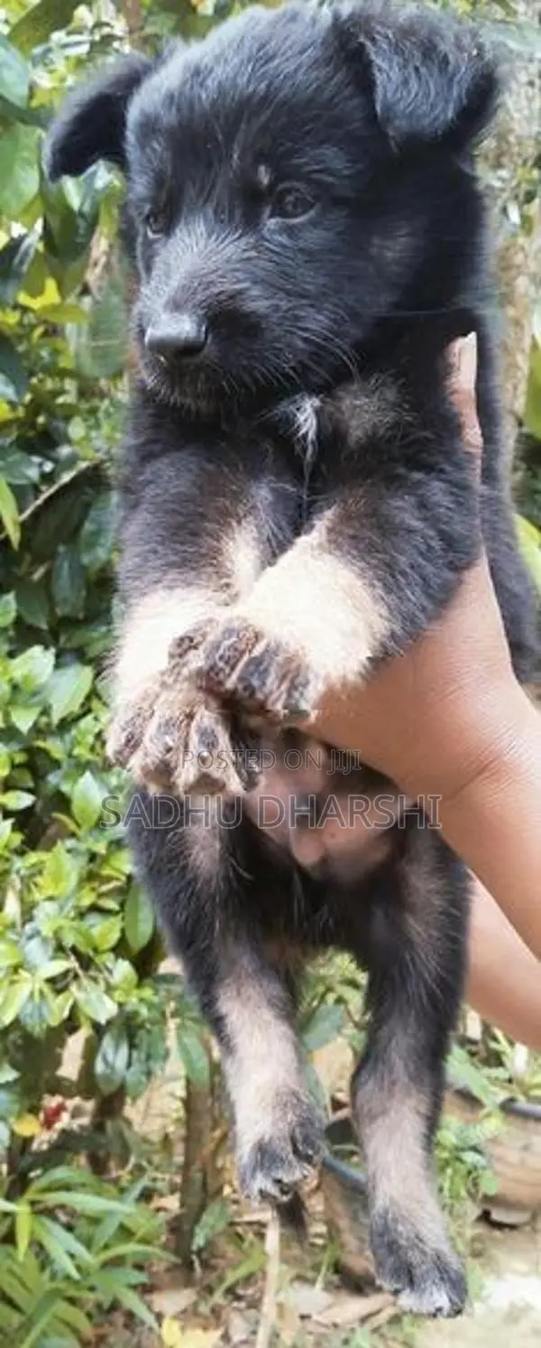 German Shepherd Puppies
