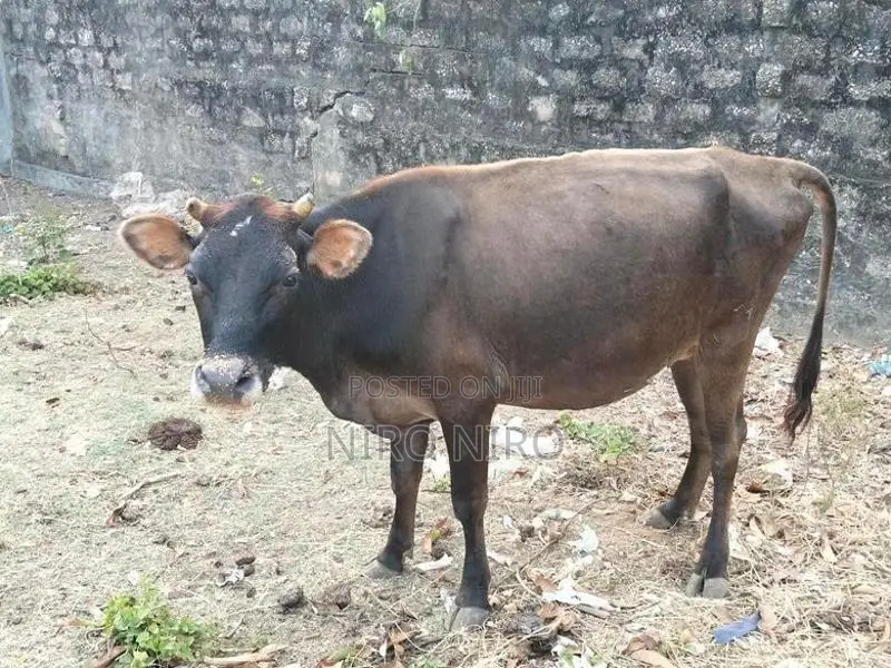 Farm Cows