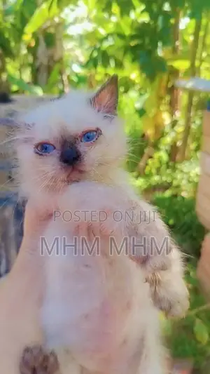 Persian Cat