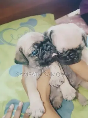 Pug Puppies